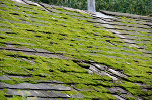 Roof Moss Removal Near Me Clevedon