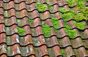 Roof Moss Removal Hastings UK (01424)