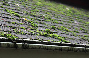 Roof Moss Removal Near Me Chatham