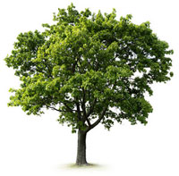 Tree Care Pontypridd