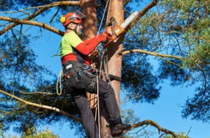 Tree Surgery Eastwood