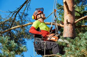 Tree Surgery Livingston