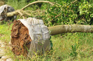 Tree Transplanting Basingstoke (01256)