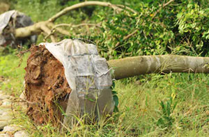 Tree Transplanting Stourport-on-Severn (01299)