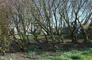 Woodland Clearance Maesteg (CF34)