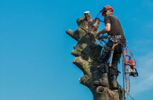 Tree Pollarding Gillingham