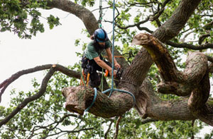 Tree Surgeon Wetherby