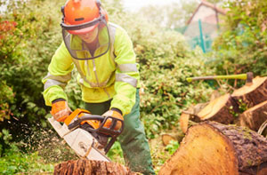 Tree Surgeon Biggleswade