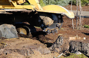 Stump Grinding Plymouth