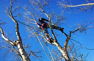 Tree Care Middlewich