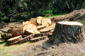 Tree Removal Falkirk