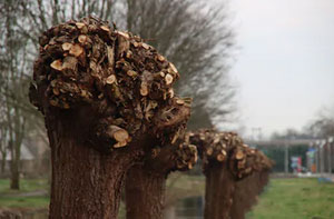 Tree Pollarding Leyland Lancashire