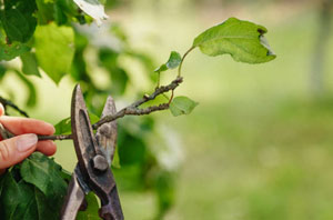 Tree Surgery Burton-upon-Trent