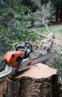Tree Removal Clevedon
