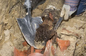 Problematic Tree Roots Tenterden Kent