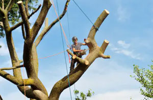 Local Tree Surgeon Tewkesbury