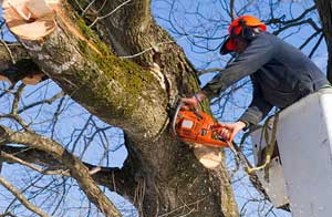 Tree Surgeon Wolverhampton