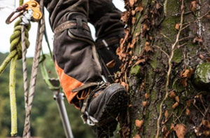 Tree Surgery Willenhall