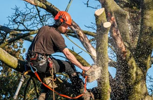 Tree Surgeons Stanford-le-Hope