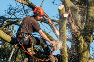 Tree Surgeons Wolverhampton