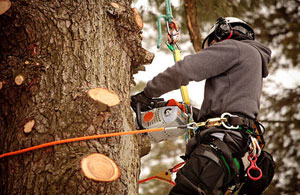Professional Tree Surgeons Cowes Isle of Wight