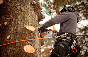 Professional Tree Surgeons Cramlington Northumberland