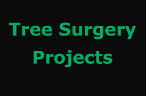 Chertsey Tree Surgery Projects
