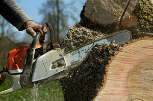 Tree Surgery Cramlington (NE23)