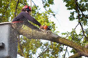 Tree Surgery Livingston (EH53)