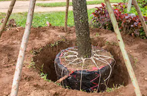 Tree Transplanting Truro (01872)