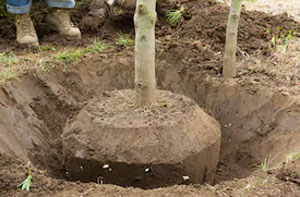 Tree Transplanting Ballymena (028)