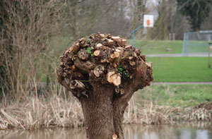 Tree Pollarding Walton-on-Thames Surrey