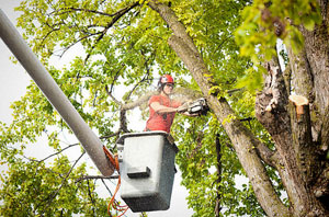 Local Tree Surgeon Ore