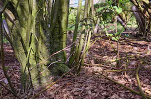 Woodland Clearance Weybridge (KT13)