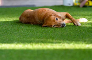 Artificial Grass Installers Near Me Swanscombe