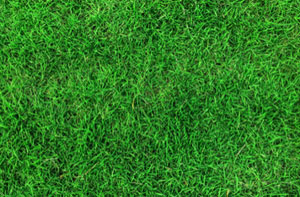 Artificial Grass Installer Near Me Bingley