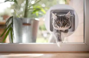 Local Cat Flap Installers Cat Flap Fitters Abbots Langley Hertfordshire