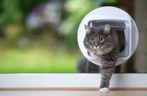 Local Cat Flap Installers Cat Flap Fitters Brixham Devon