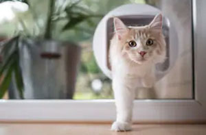 Cat Flap Installers Nelson Lancashire