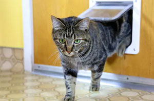 Cat Flap Installers UK