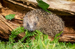 Garden Wildlife