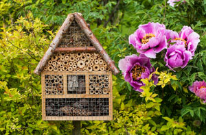 Garden Wildlife