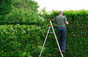Local Hedge Trimming Services Hedge Trimming Sedgley West Midlands