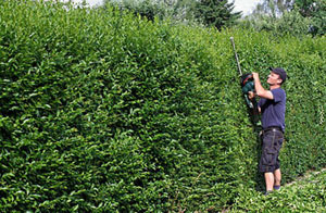 Local Hedge Trimming Services Hedge Trimming Blackheath West Midlands