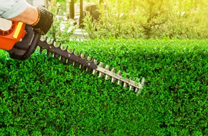 Local Hedge Trimming Services Hedge Trimming Carlton Nottinghamshire