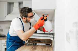 Local Pest Control Services Pest Control Chingford Essex