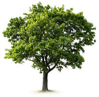 Tree Care Didcot