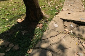 Invasive Tree Roots Bridgend Wales