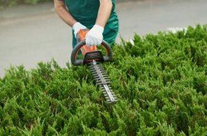 Hedge Trimming Rochester