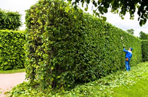 Hedge Trimming Flint